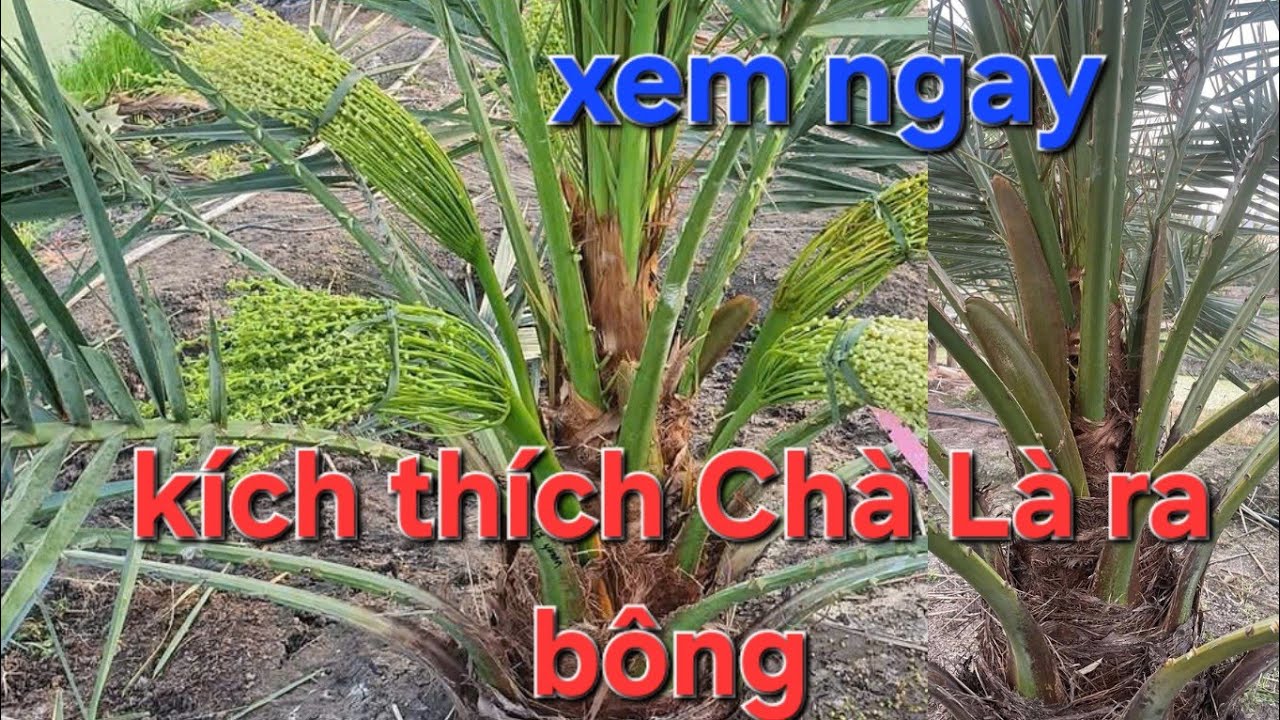 chà là ra bông cần nhiệt độ và chăm sóc  như nào: #0915061058 #0358392227