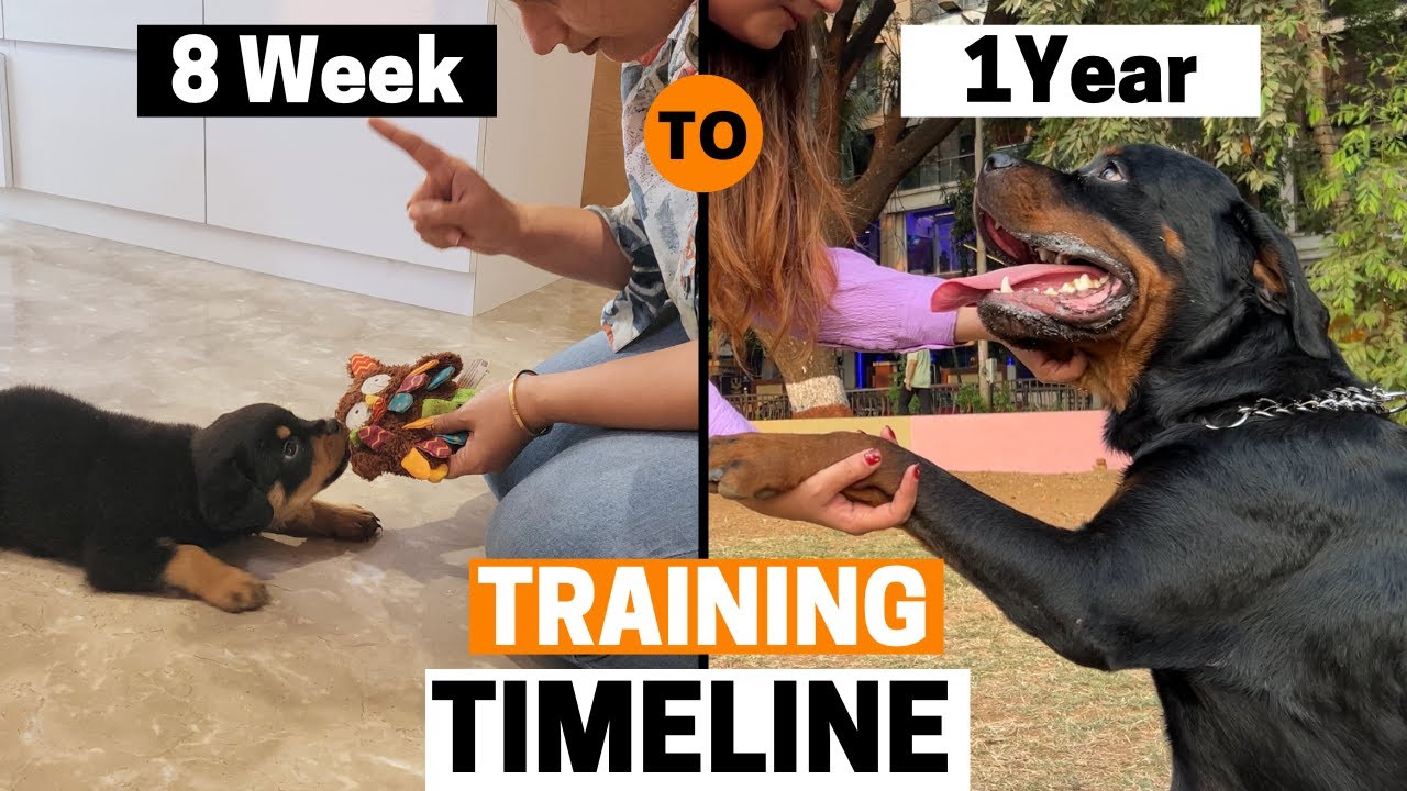 Rottweiler Puppy Training Timeline | What to Train, When?