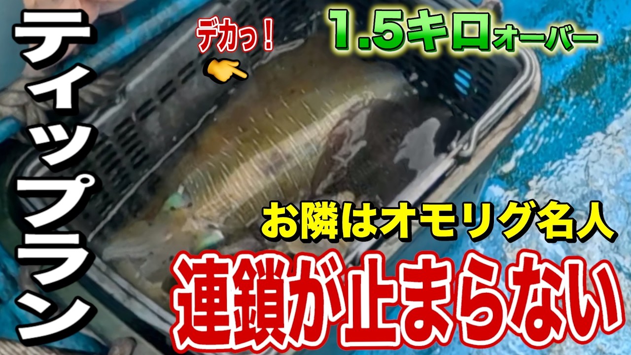 潮無し地獄から一転！鳥取ティップランで船中を熱狂させた『キロアップ祭り』！連鎖が止まらないラスト1時間