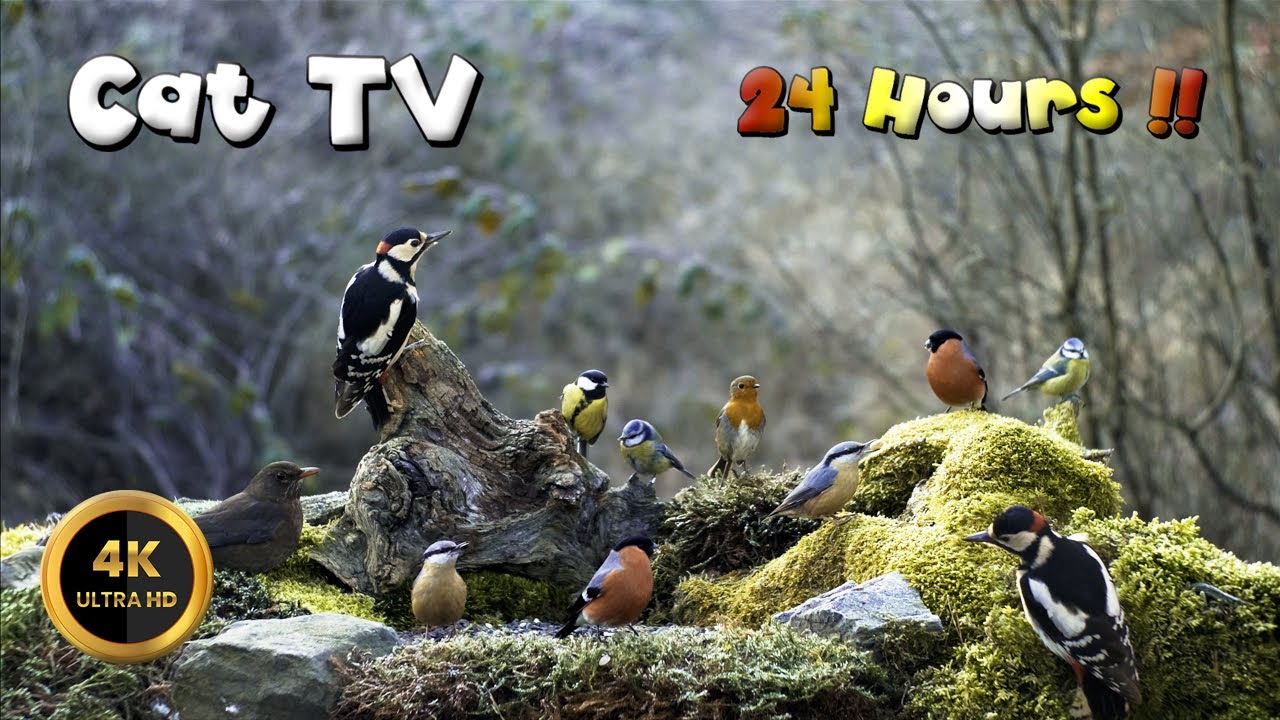 Cat TV 🐈 -  ONE DAY WITH BIRDIES BUDDIES 🕊️24 HOURS‼️(4K)
