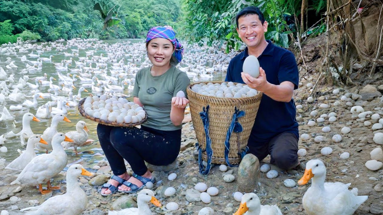 採摘鴨蛋、照料梨園和薑園、捕捉蝸牛到市場上出售賺錢——這就是農村生活。