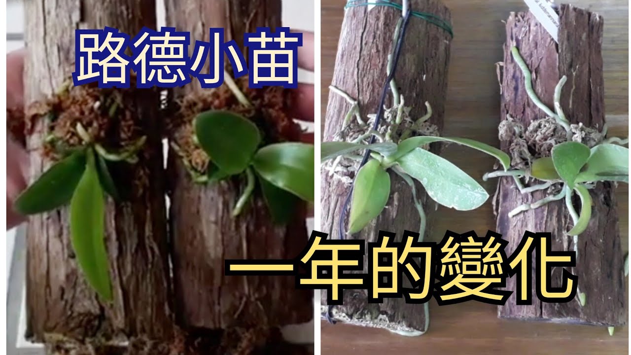 一年後追蹤 蝴蝶蘭上板分享 為什麼要倒著種 Phal. luddemanniana var.coerulea   ‘Blue Duke