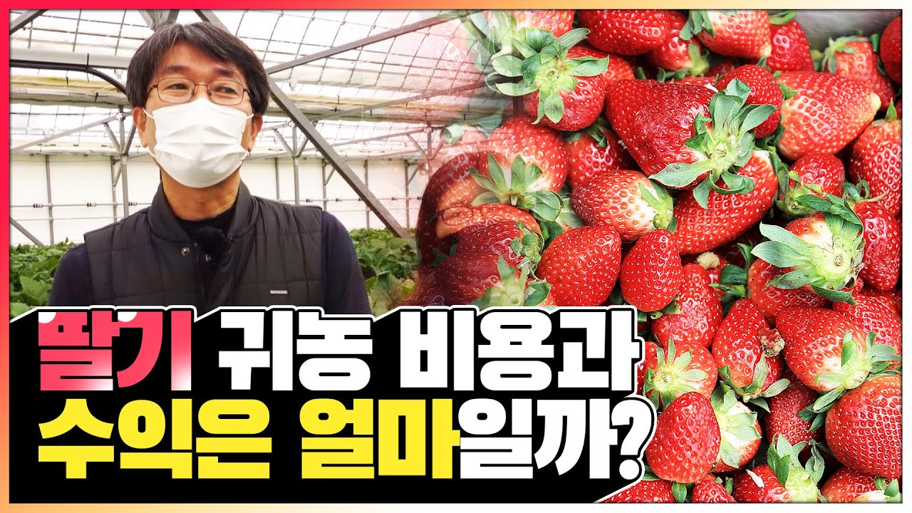 부부 둘이서 하는 800평 스마트팜 딸기 농사! 초기 비용, 연매출은 얼마?