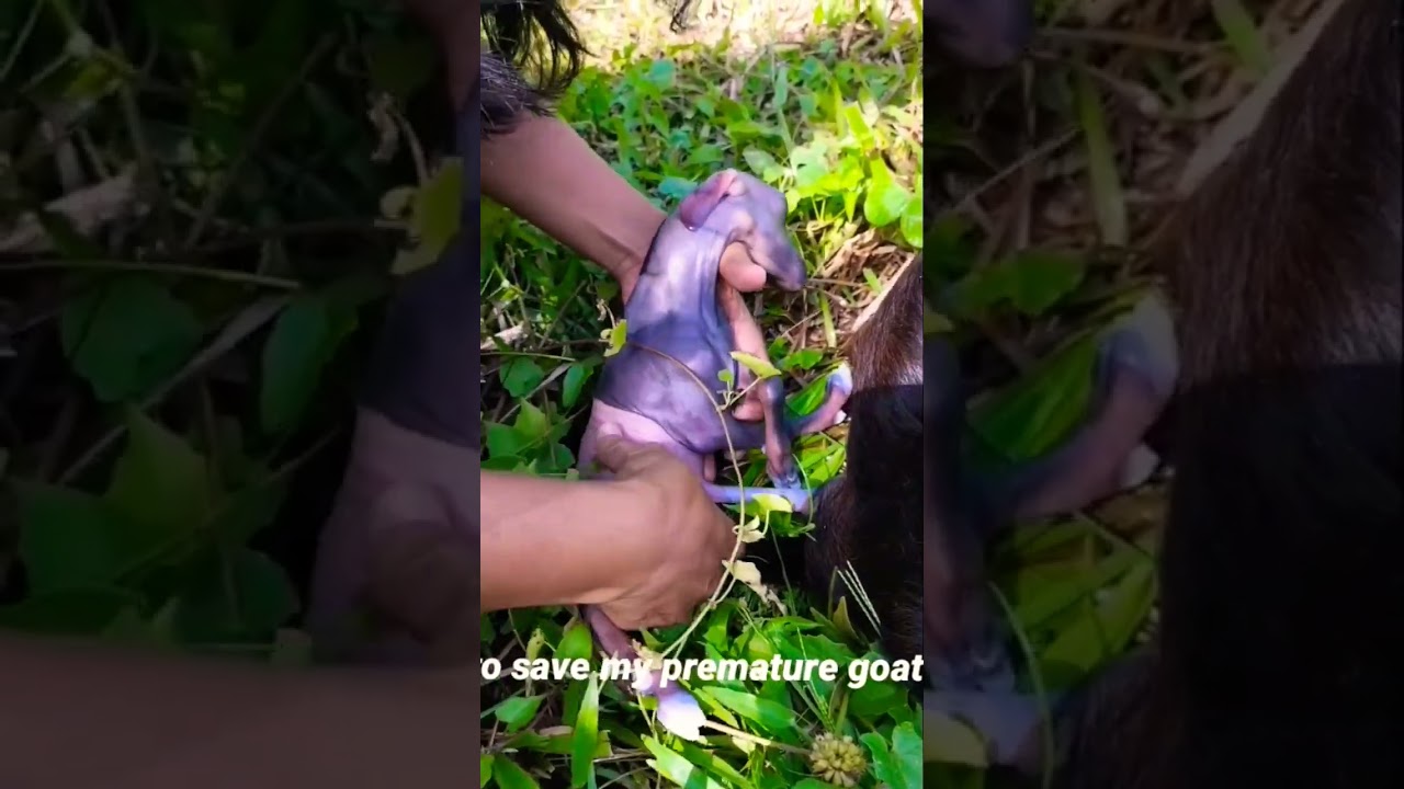 Goat premature | saving my baby goat...