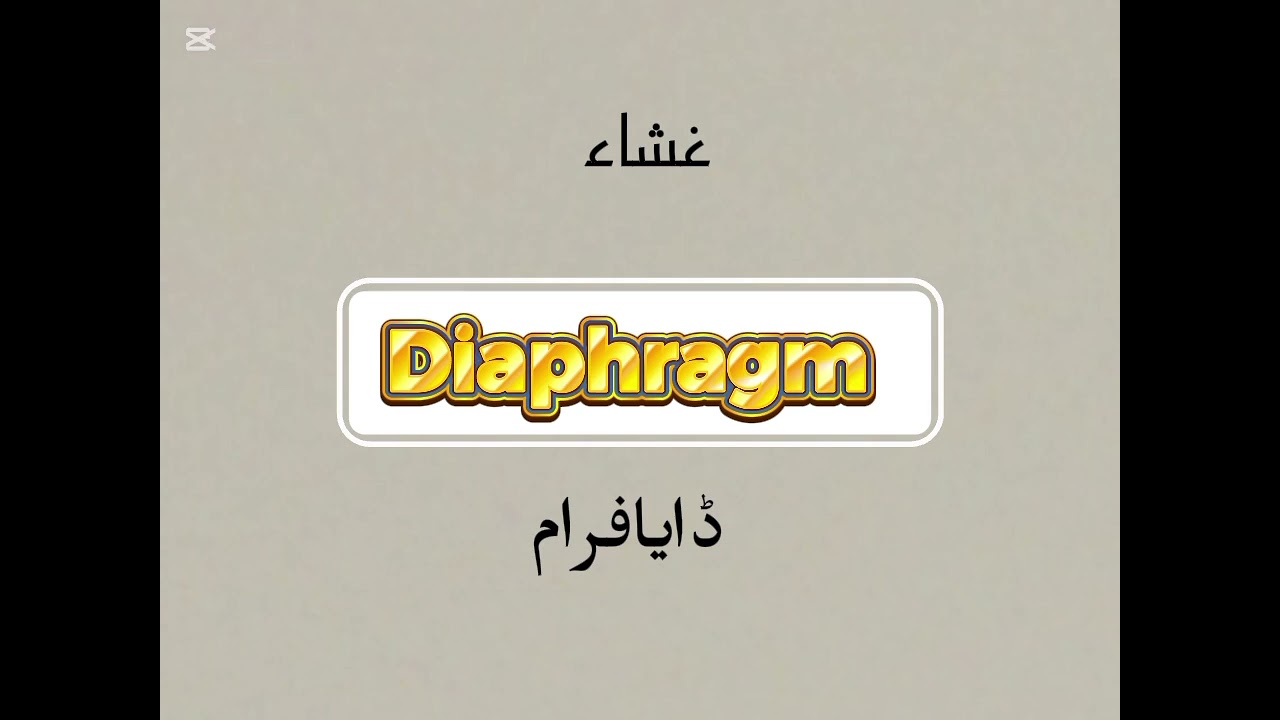 Body vocabulary words 