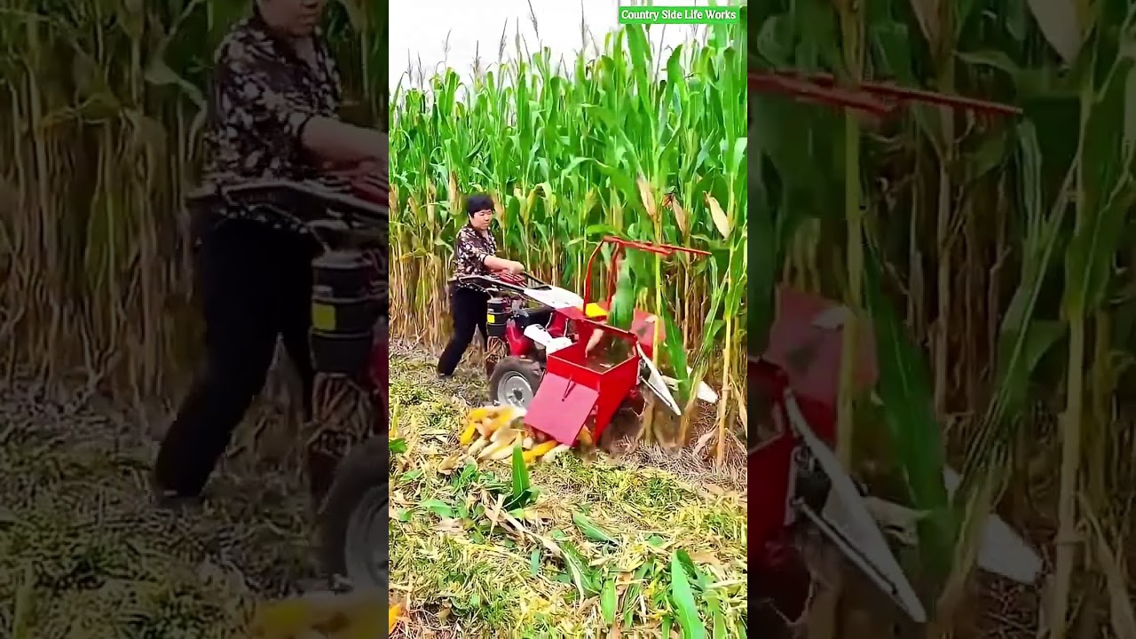 🌽 Motorized Mini Corn Harvester | Amazing Corn H)ll)llarvesting Machine for Modern Farming #shorts​