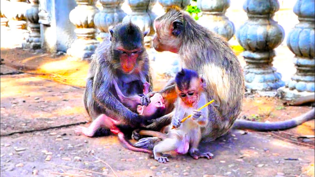 Two Mother Monkeys Playing Rough Accidentally Kidnap a Baby Monkey