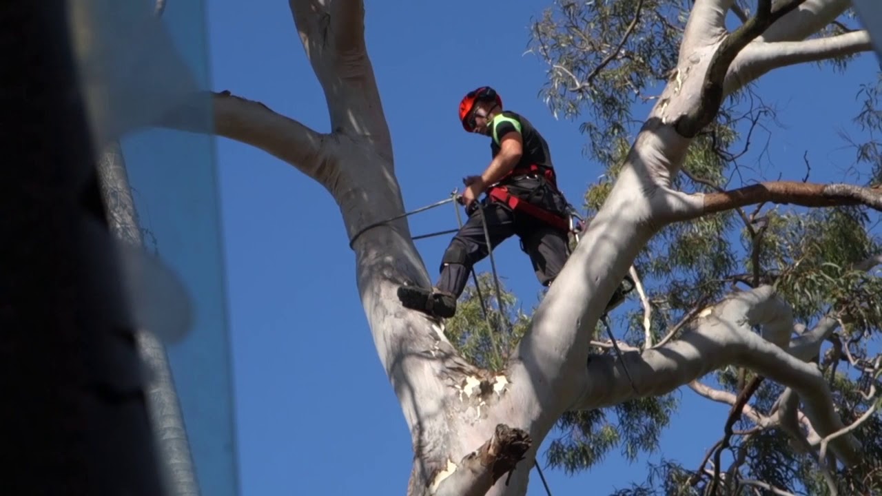 Tree removal in Rozelle, Sydney, NSW, Australia