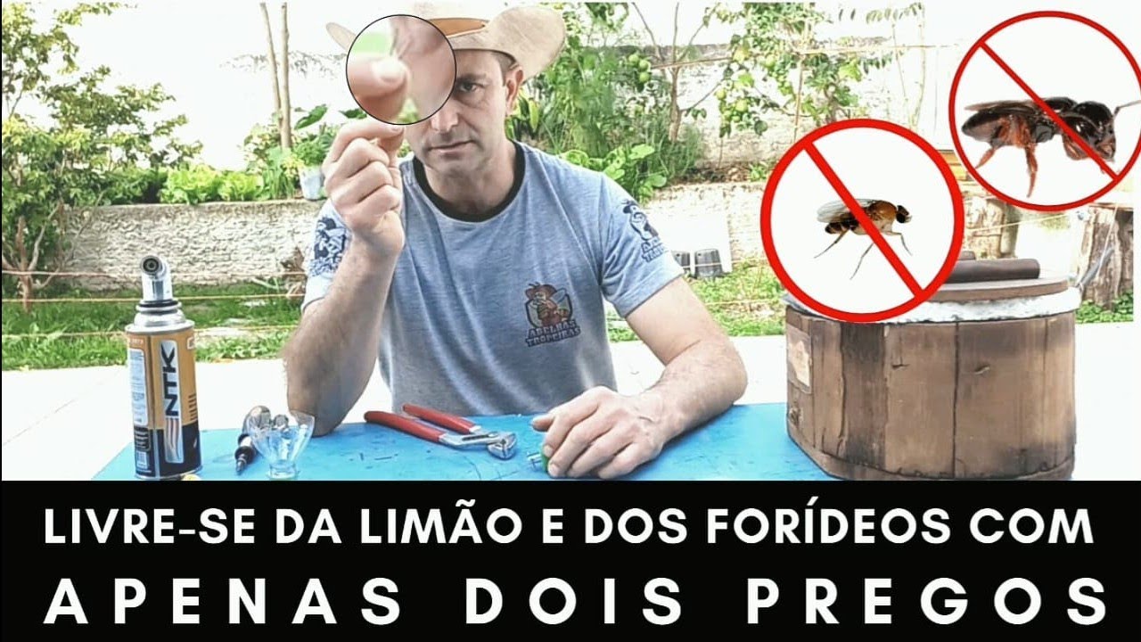 ABELHA LIMÃO! E AGORA?