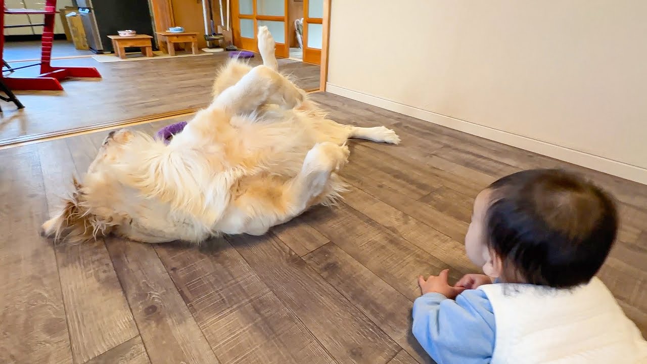 どうにかして赤ちゃんに遊んで欲しい愛犬が何故かこうなりました