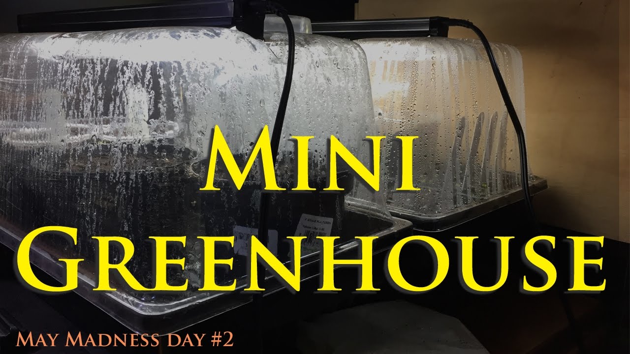 SunBlaster Mini Greenhouse Setup!