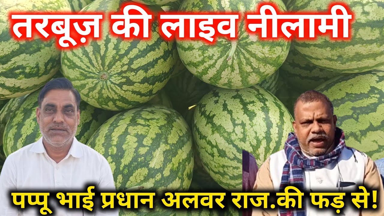 पप्पू भाई प्रधान की फड़ से तरबूज़ भाव आज अलवर मण्डी राजस्थान।Watermelon 🍉 Rate Today Alwar Mandi 