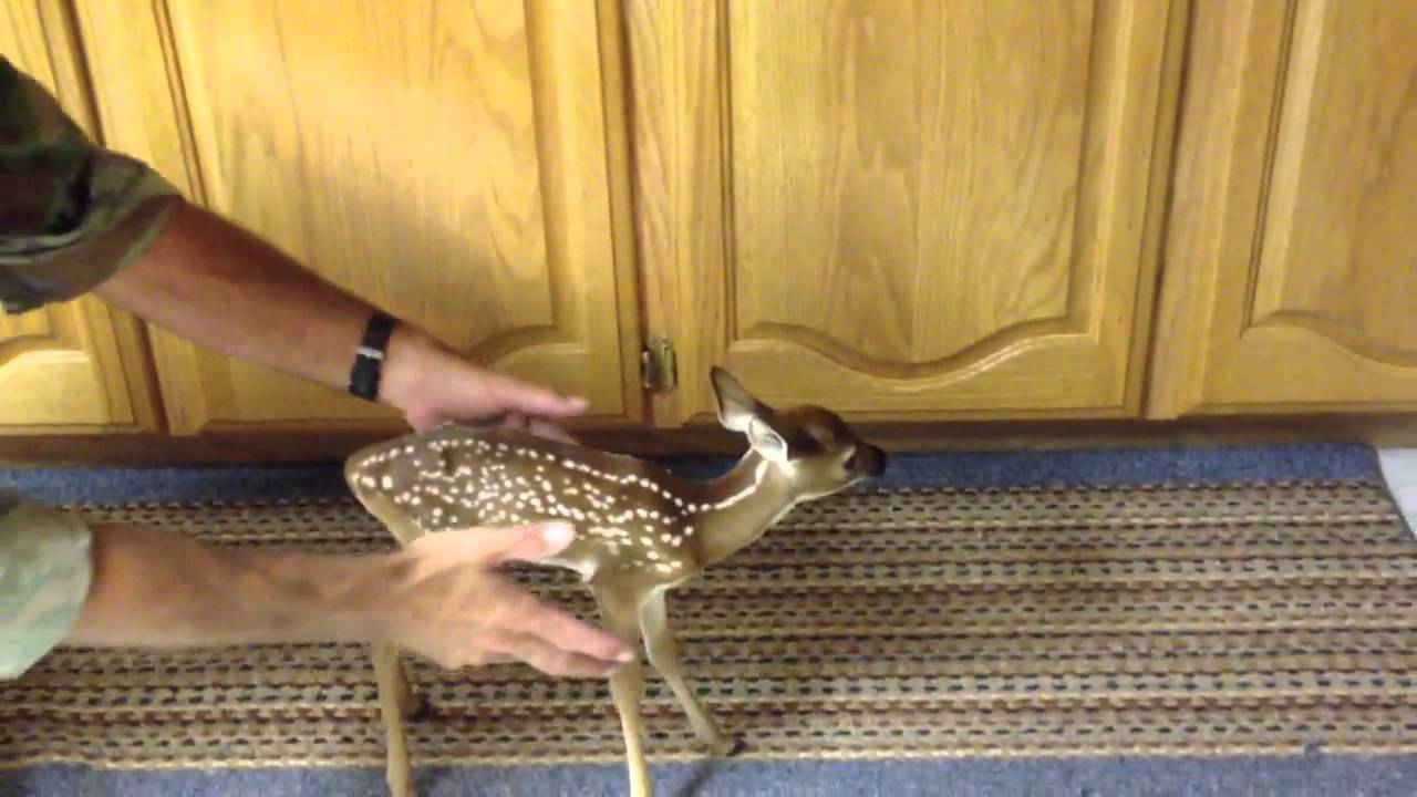 Baby fawn