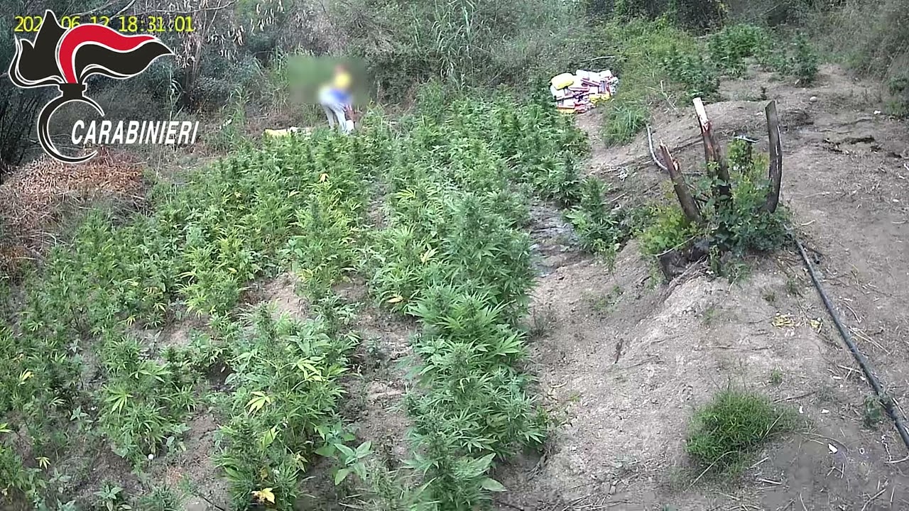 Scoperta e sequestrata una piantagione di marijuana nel Crotonese