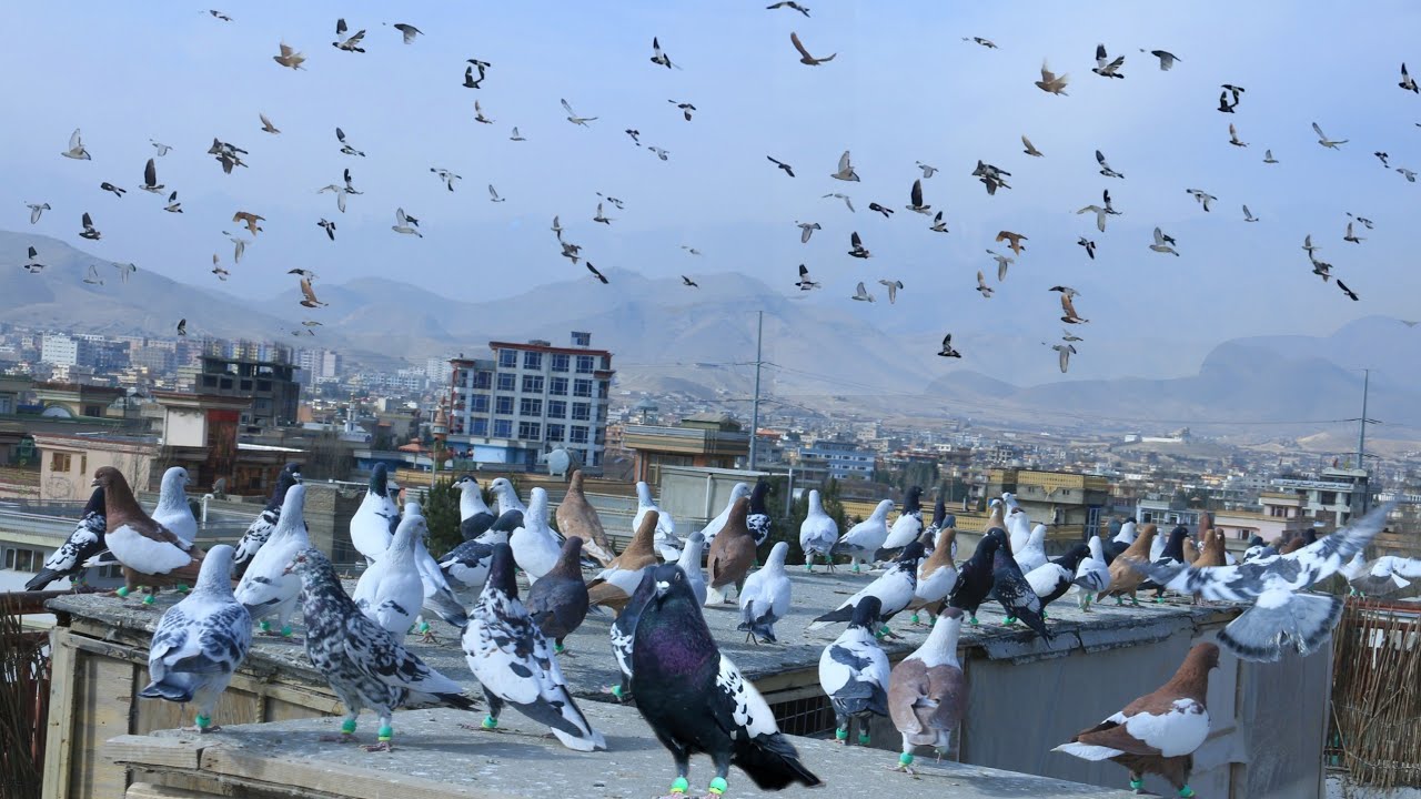 کفتر های پرشی ستره و زور | کفتر بازی تا منطقه های دور دست | Afghan unique high Flying pigeon