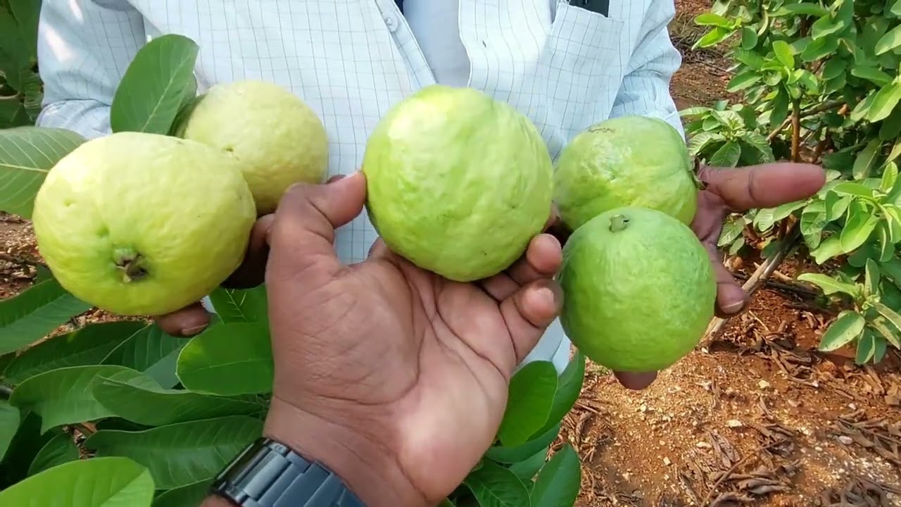 ಸೀಬೆ ಕೃಷಿಯಲ್ಲಿ 2 ವರ್ಷಕ್ಕೆ 25ಲಕ್ಷ ಆದಾಯ ಮಾಡಿದ ರೈತ 🌱ನಾರಾಯಣಸ್ವಾಮಿ🌱ಮಳವಳ್ಳಿ ಮಂಡ್ಯ ಕರ್ನಾಟಕ