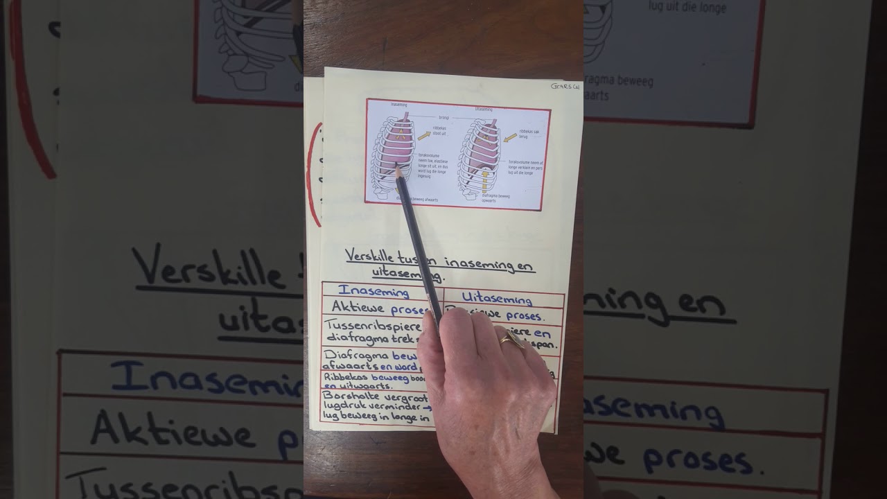 Gr.9 Die Respiratoriese stelsel (1)