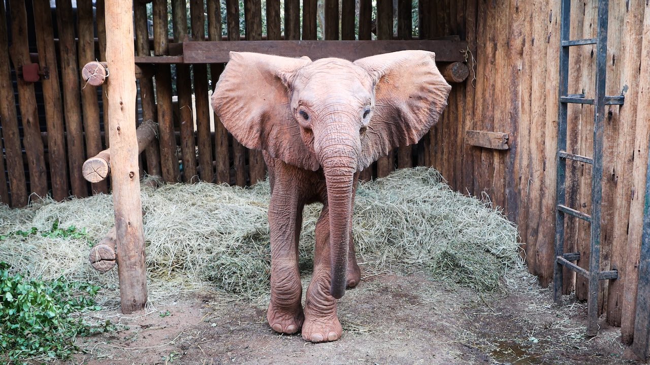 The Rescue of Arthi, A Brave Orphaned Elephant |  Sheldrick Wildlife Trust