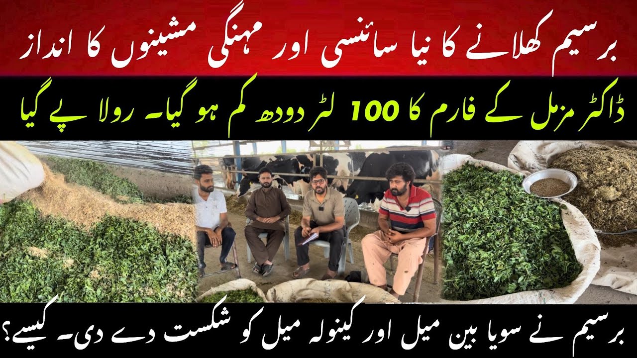 Berseem feeding aur 100 liter milk kum ho gya II Berseem vs canola meal vs soya bean meal