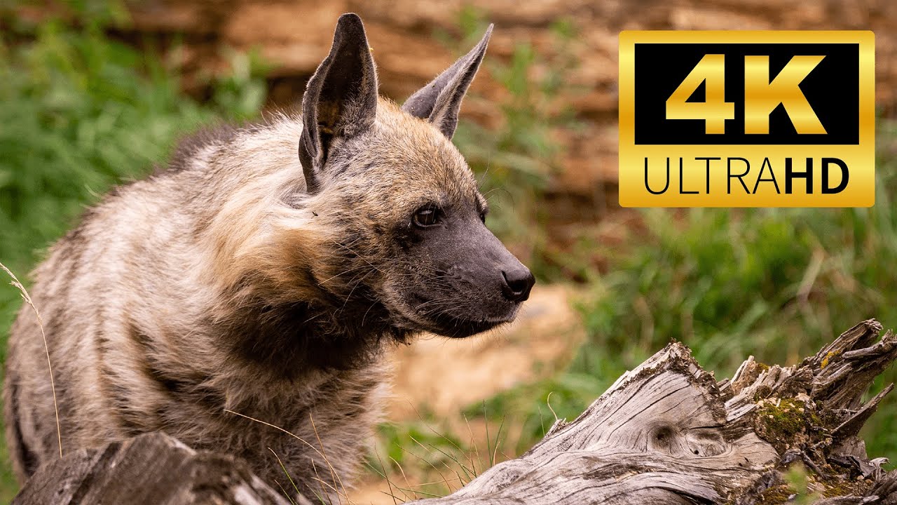 Exploring the Wilderness World: Hyena | Wild Animals in 4K ULTRA HD | Relaxing Animals Sound