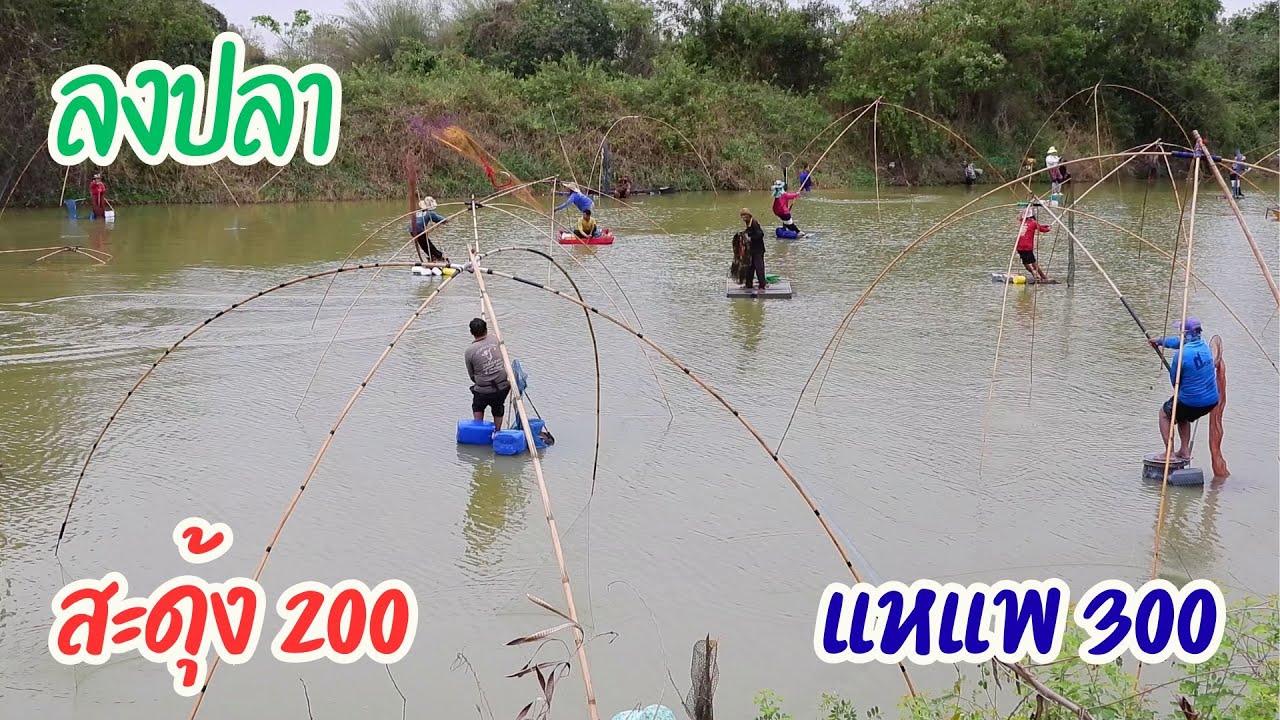 ลงจับปลาบ้านเวียงคุก หนองคาย สะดุ้ง 200 แหแพ 300