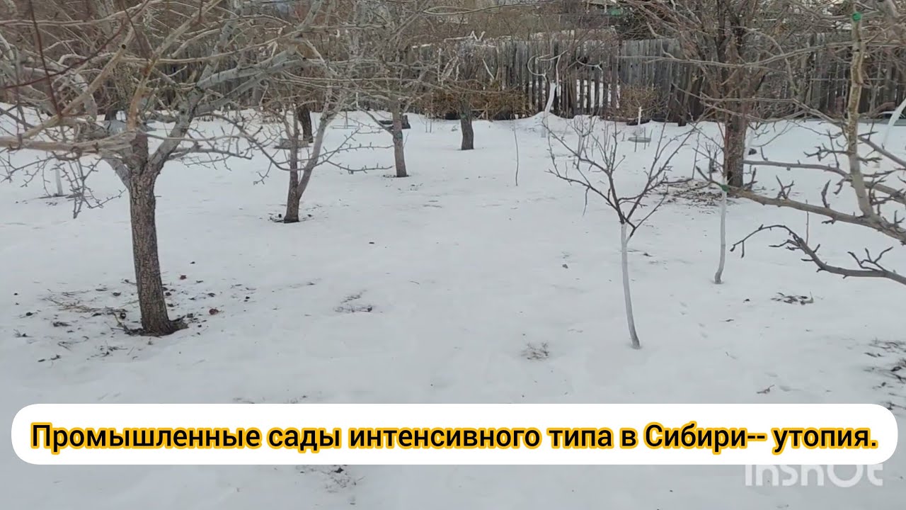 В Сибири промышленные сады интенсивного типа -- УТОПИЯ.