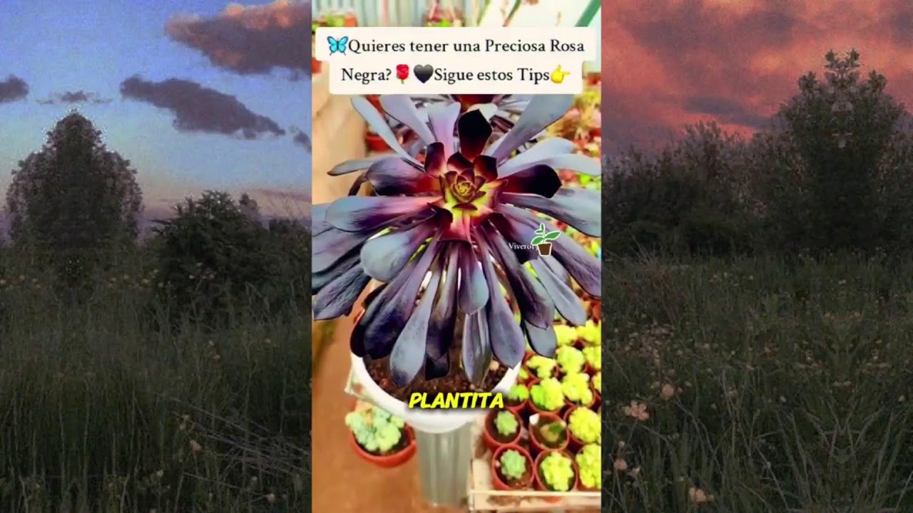 consejos de plantas y cuidados 3
