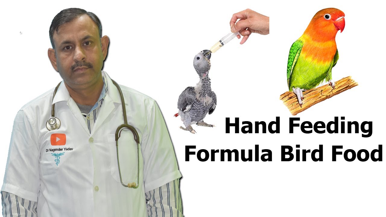 पक्षियों के बच्चो को Hand feeding formula कैसे खिलाये || पूरी जानकारी || Dr Nagender Yadav