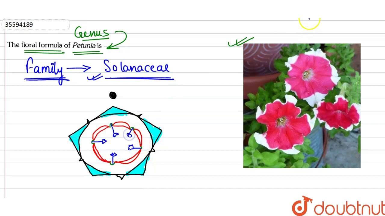 The floral formula of Petunia is