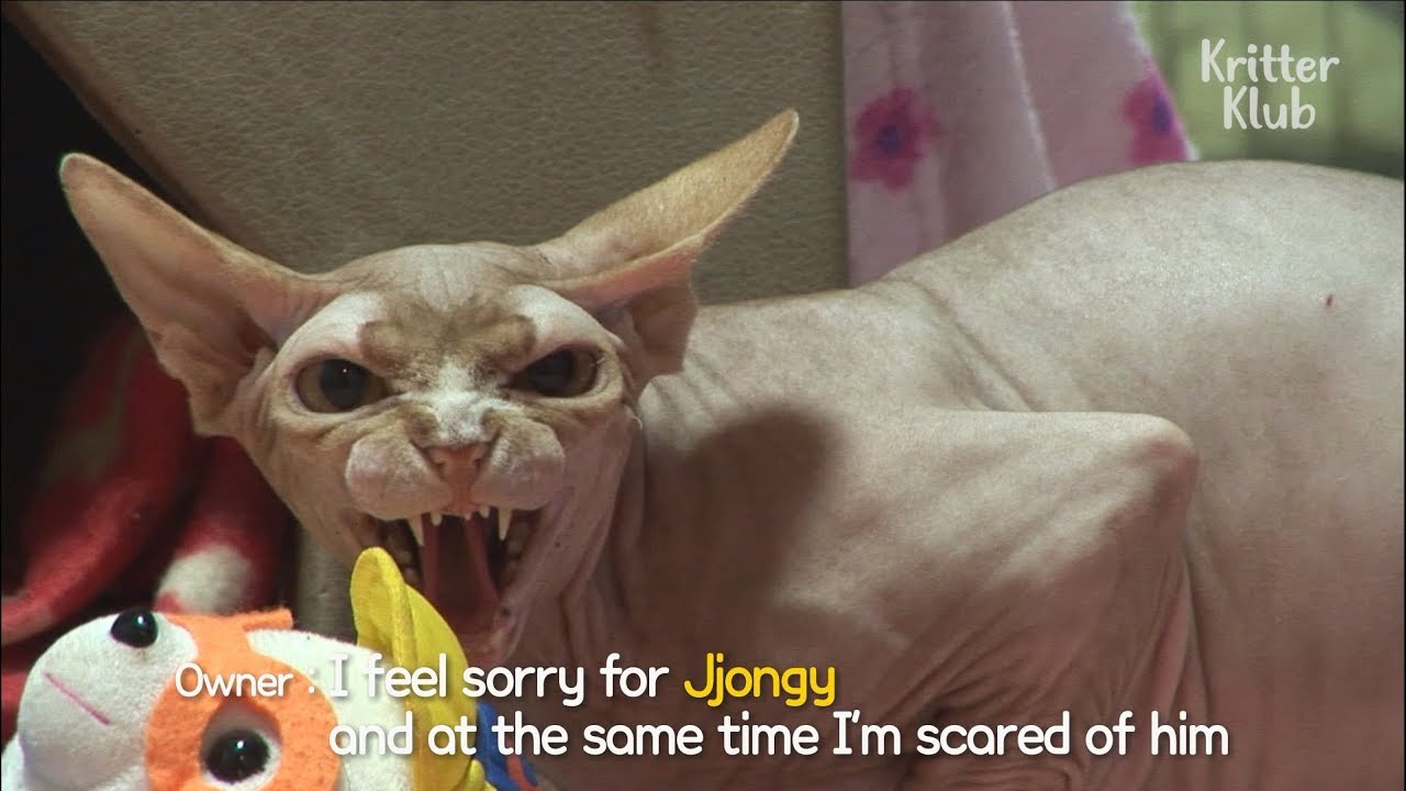 Crazy Cat Attacks People All The Time | Kritter Klub