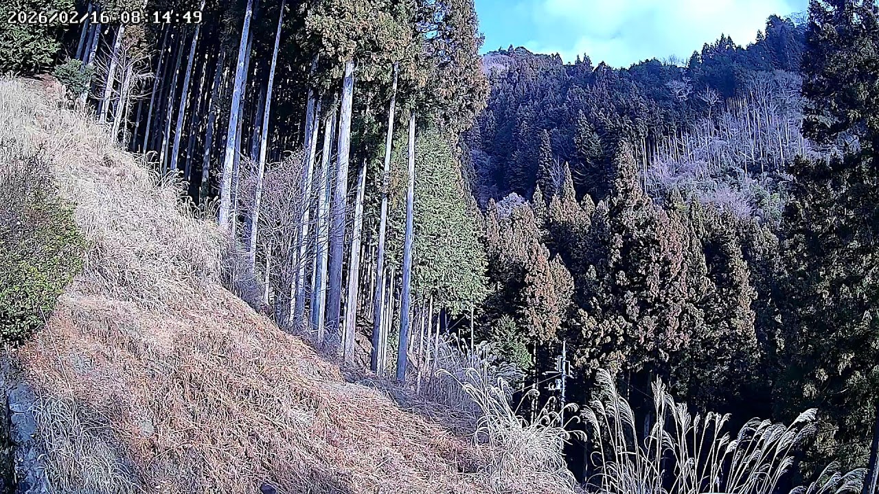 東京都西多摩郡檜原村森林ライブカメラ Tokyo Nishitama Live camera.world.cam