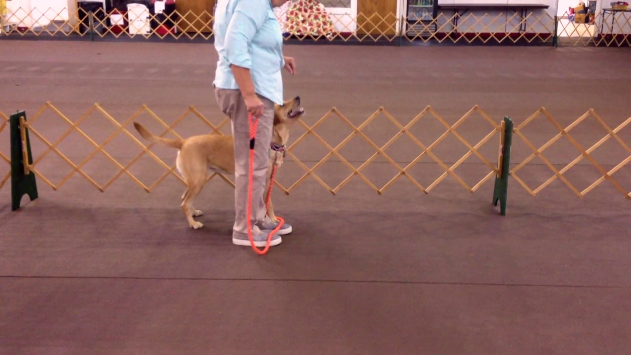 IPOC, Basic Obedience, Lure Sit beside a barrier