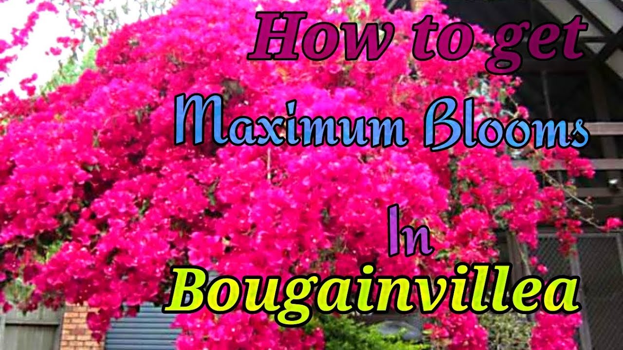 How to get Maximum Blooms In Bougainvillea // A Fully Tested Method on Bougainvillea..