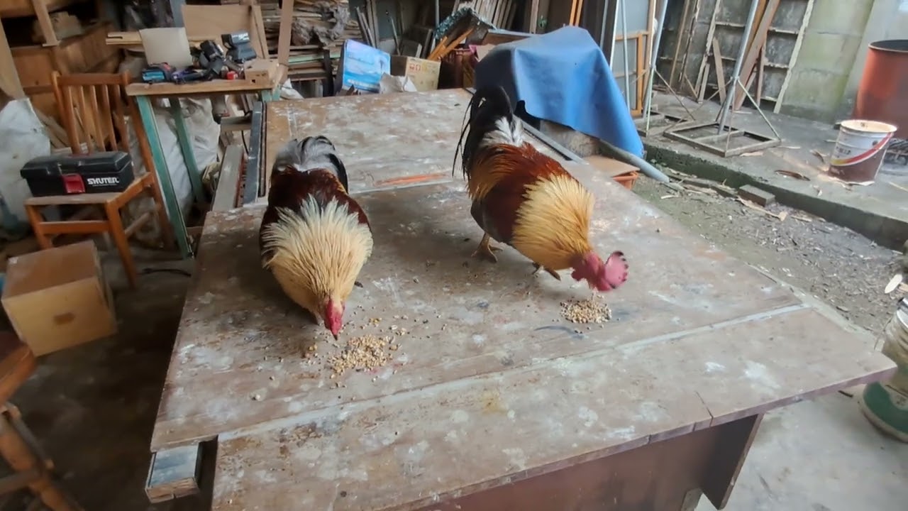 How to stop chickens fighting