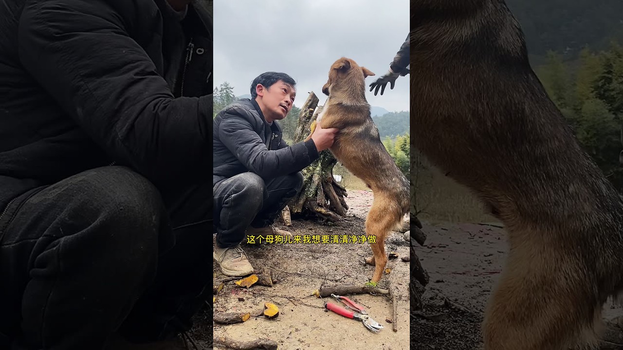 #我的乡村生活 #树桩盆景 百忙之中做个视频，将就听吧，别往心里去。