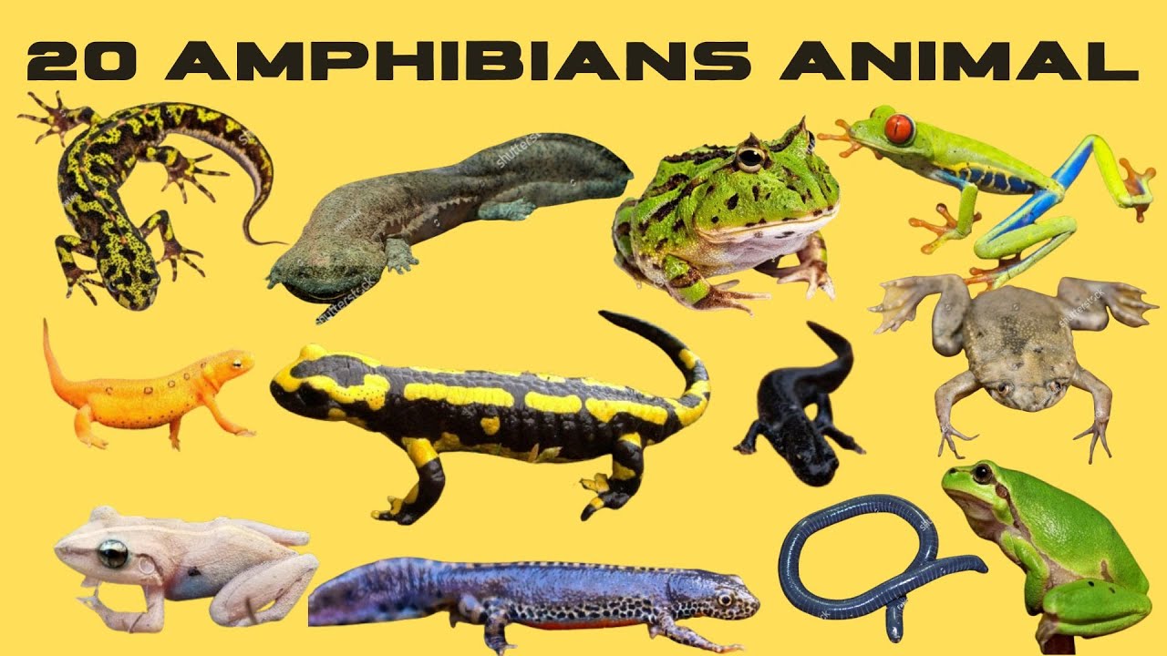20 उभयचर जानवरों के नाम | Amphibians Animals Name in Hindi | Kids Learning Video#starbeamkids