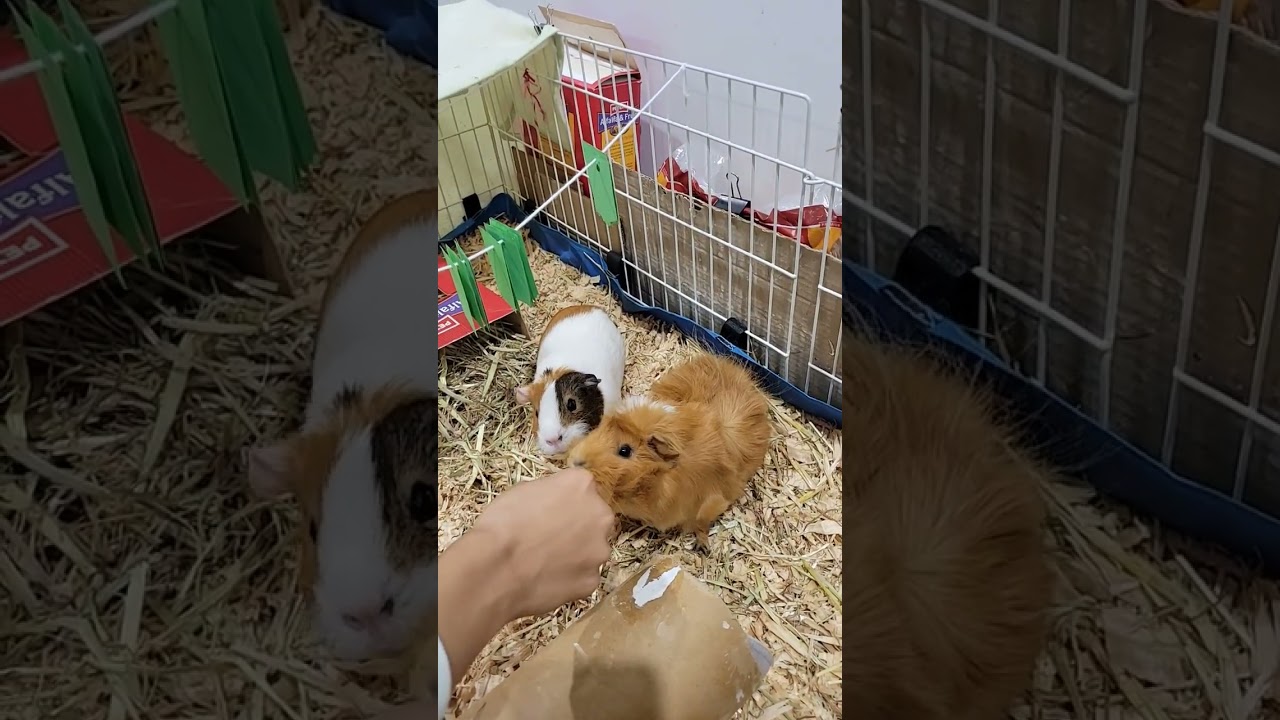 Our guinea pigs love dandelion leaves. 'Chaos' is Abyssinian breed and 'Clio' is American piggy