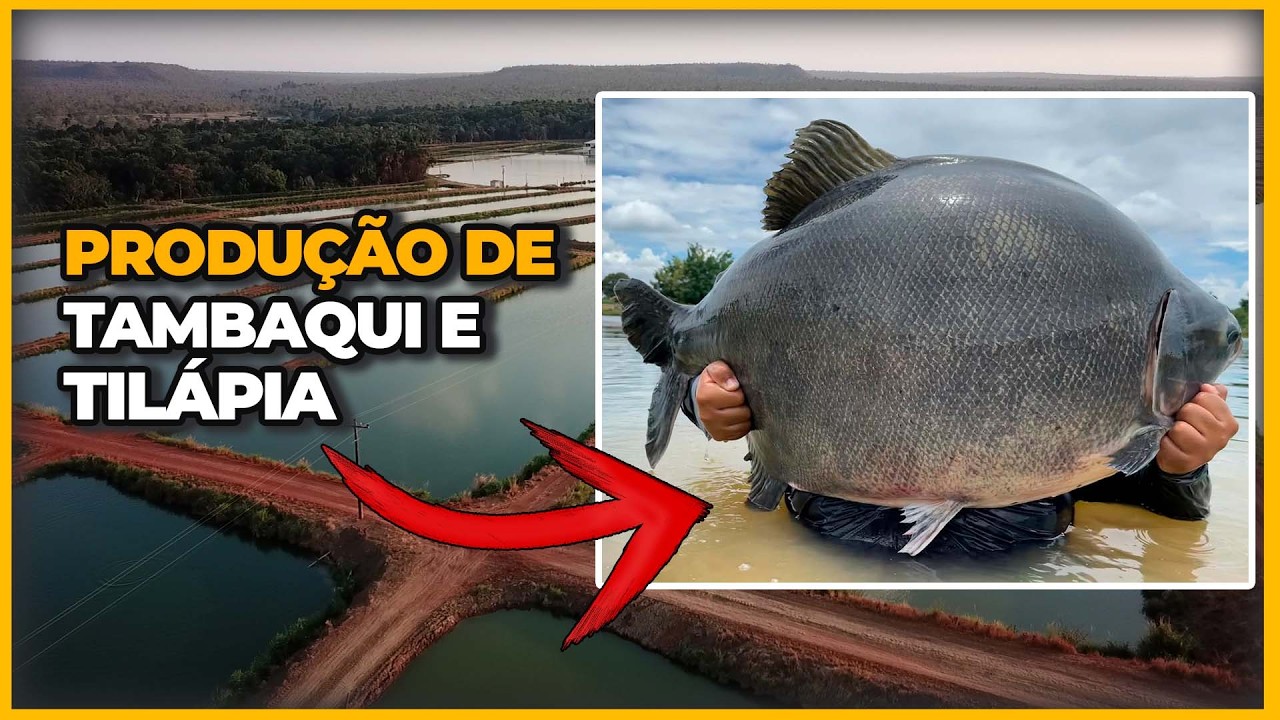 CRIAÇÃO DE TAMBAQUI E TILÁPIA EM TANQUES GIGANTESCOS NO MARANHÃO