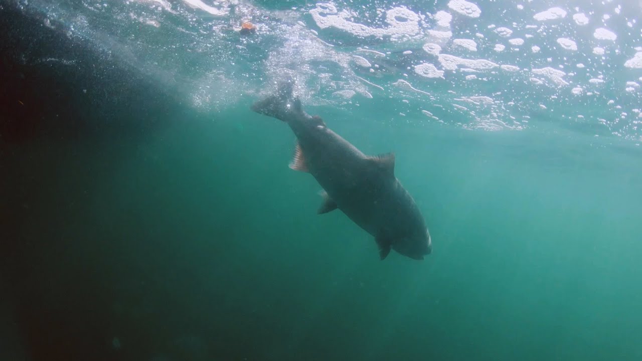 Fishing BC Presents: Citizen Science and Chinook Salmon Around Sidney, BC