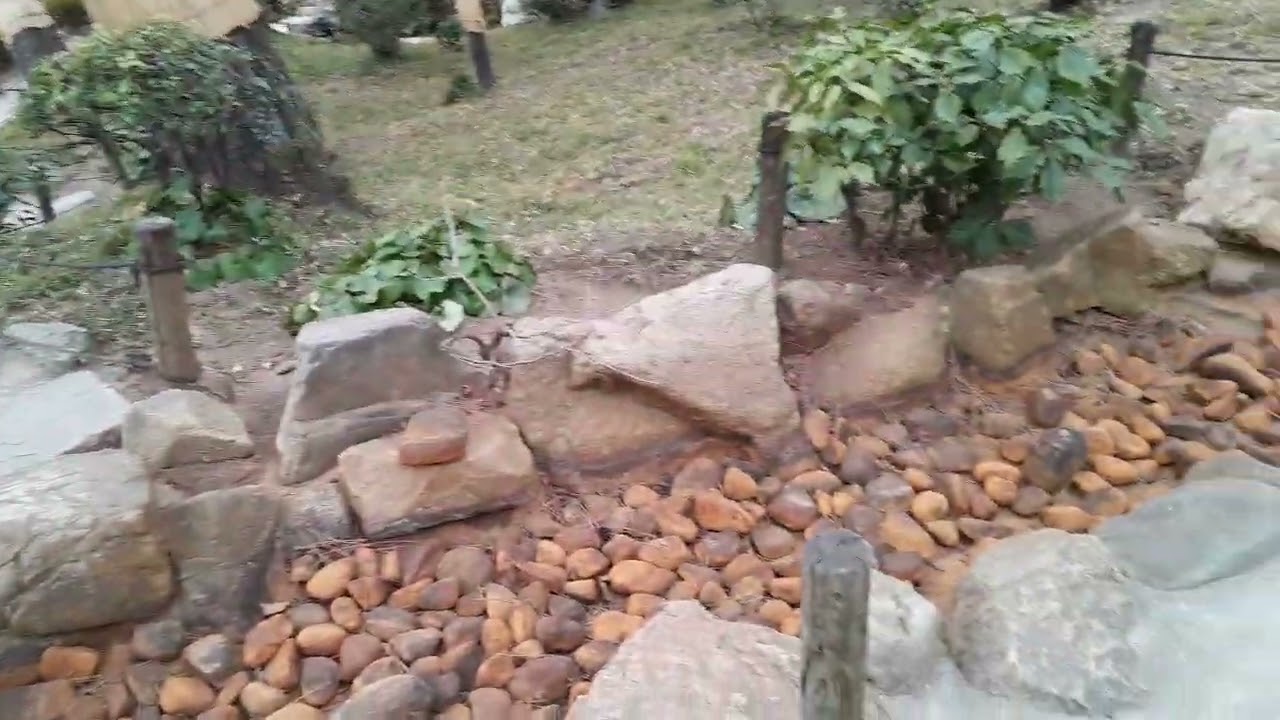 2026 Jan 26 広島市 縮景園のお散歩