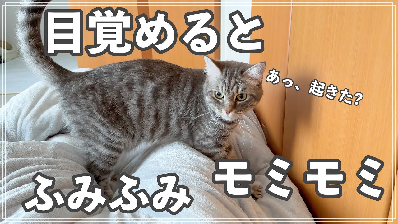 朝、起きない飼い主を、ふみふみして起こす猫がかわいい、、、