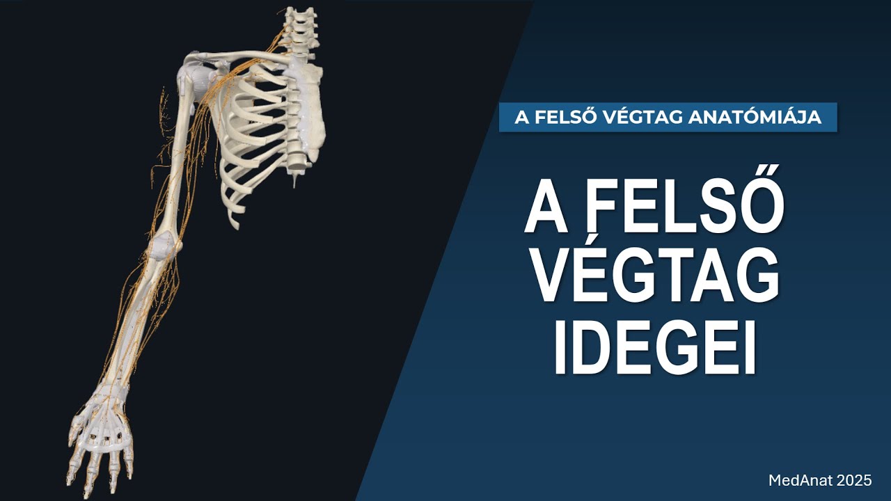 [TELJES ELŐAD&Aacute;S] A FELSŐ V&Eacute;GTAG ANAT&Oacute;MI&Aacute;JA | A felső v&eacute;gtag idegei