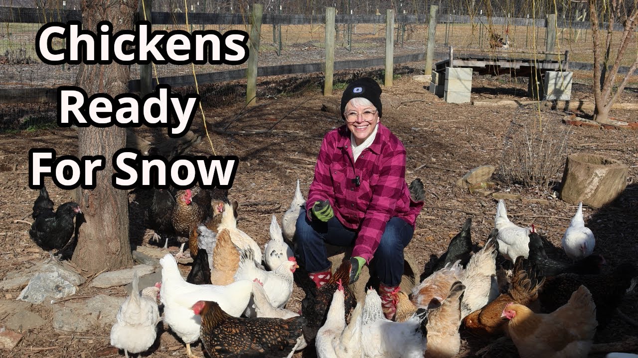 Snowy Chicken Care: Essential Tips for Preparing Your Flock for Winter Wonderland
