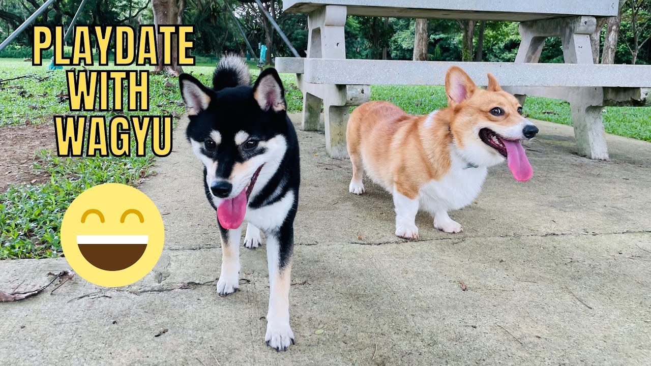 Corgi Playdate With Shiba Inu at West Coast Dog Run