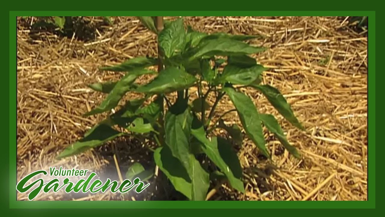 Sweet Peppers | Volunteer Gardener