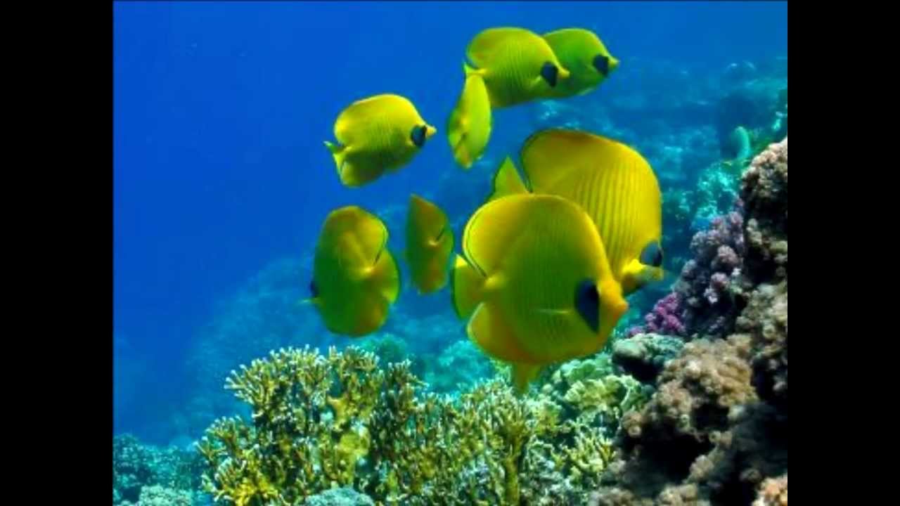 Pryzol - Podwodne Życie