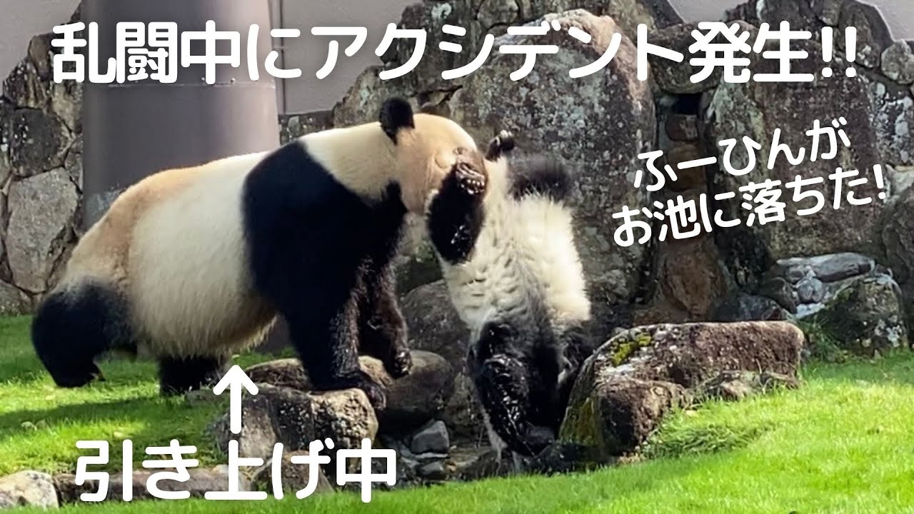 母の愛情が偉大🥺乱闘中のアクシデントに咄嗟に対応!!でもスパルタ...w良浜＆楓浜 パンダの親子🐼