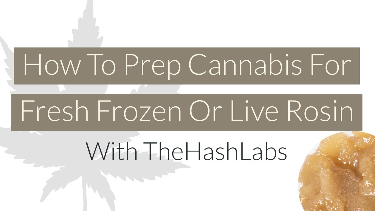 How To Prep Cannabis For Fresh Frozen Or Live Rosin