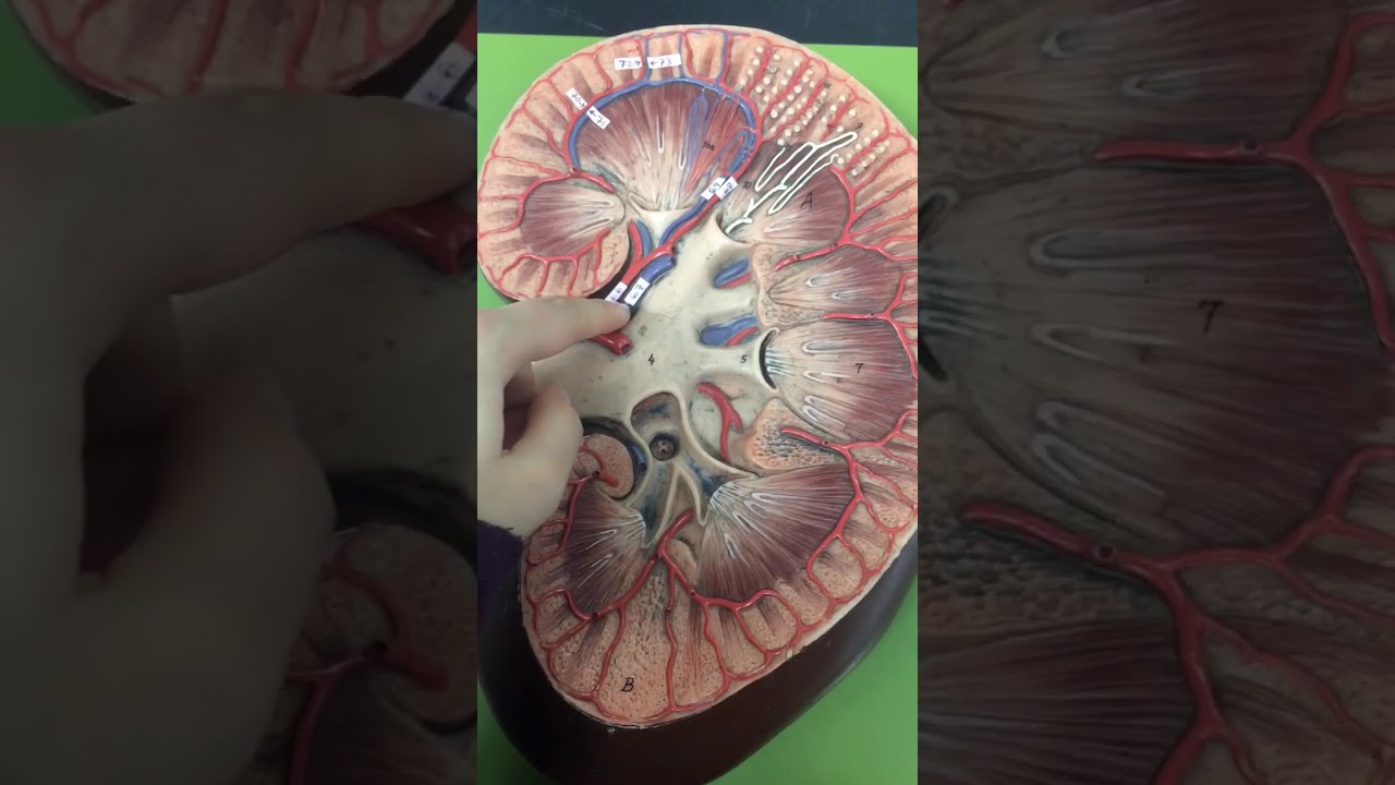 Arteries and veins of kidneys