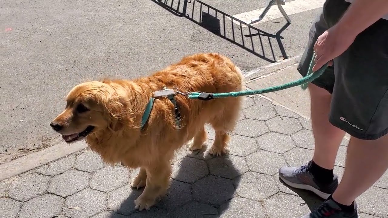 How KOG New Yorkers Maybe HURTING Their DOGS 🐕